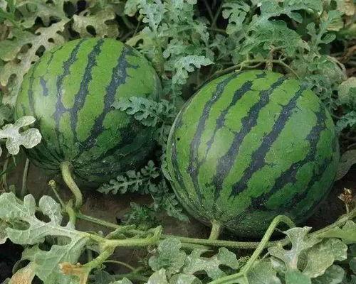 溧阳吃瓜最新事件爆料是真的吗,最新爆料真相揭秘